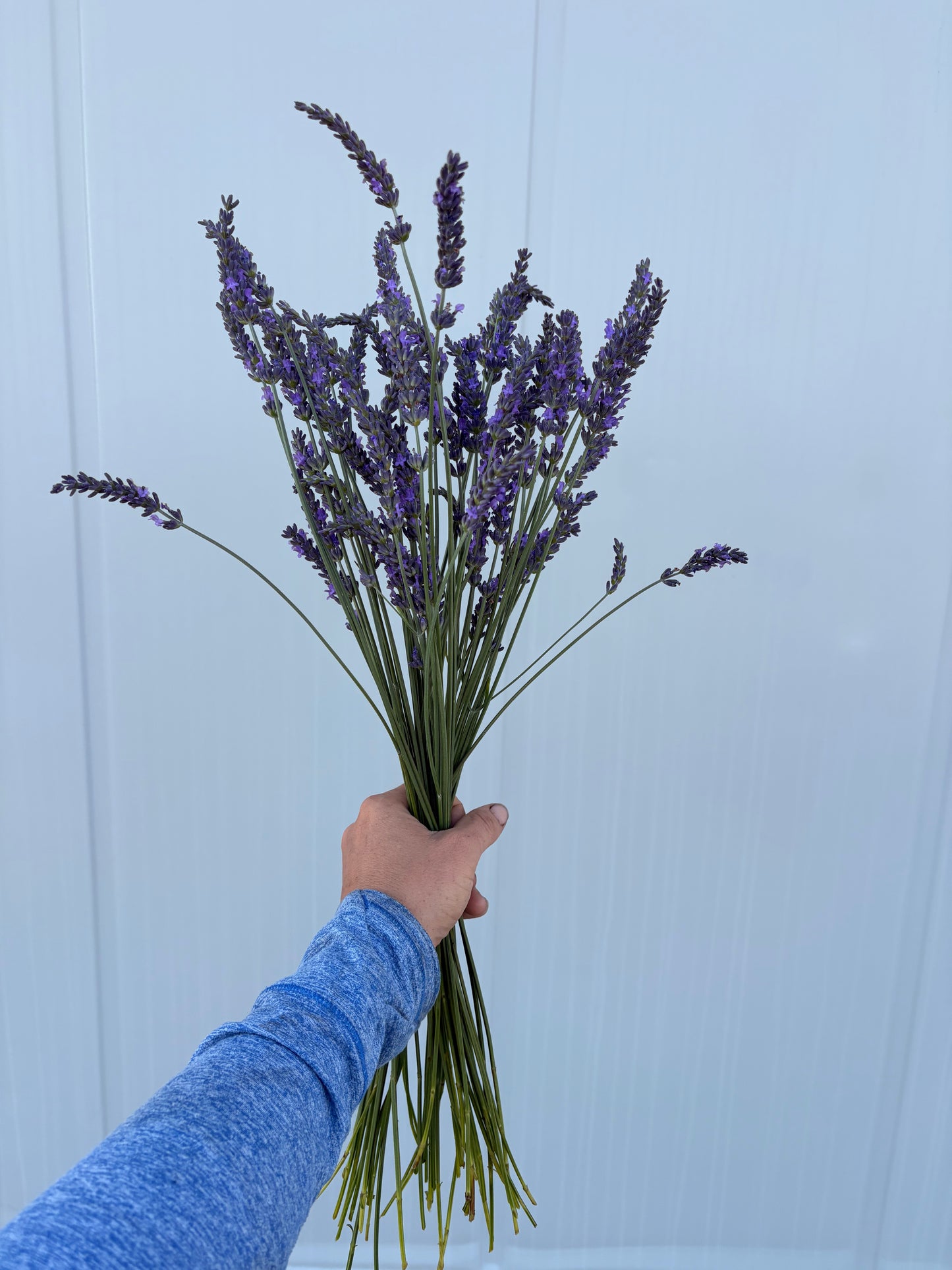 Fresh lavender (50 stem bunch, great availability!)