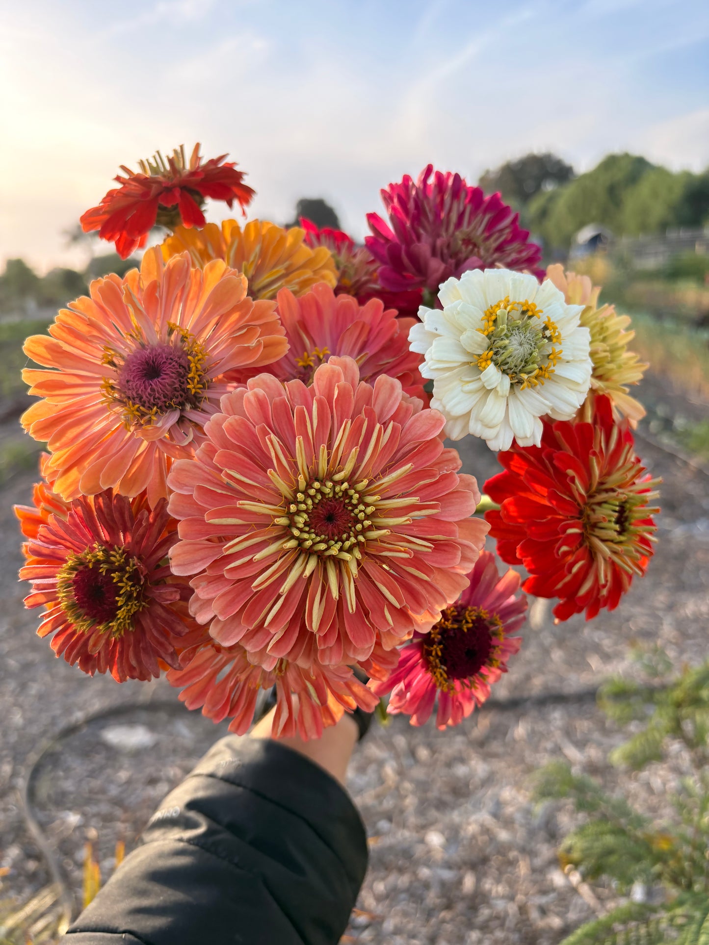 Zinnias (mixed or single color bunches)
