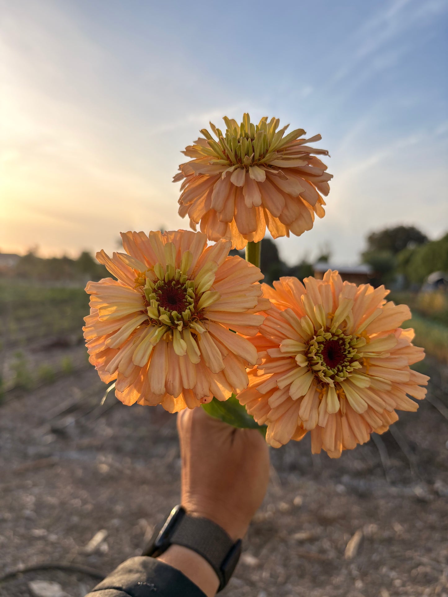 Zinnias (mixed or single color bunches)