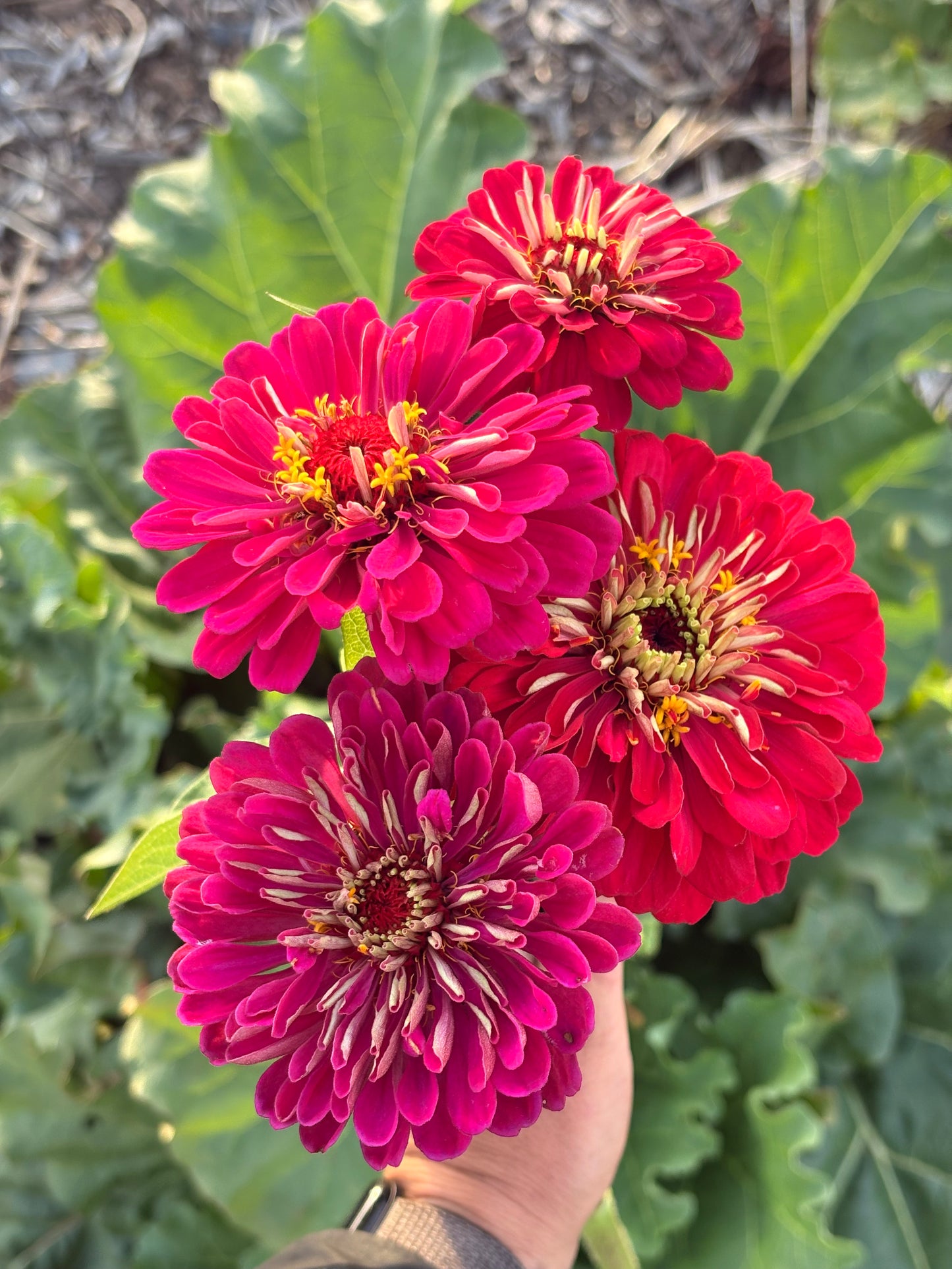 Zinnias (mixed or single color bunches)