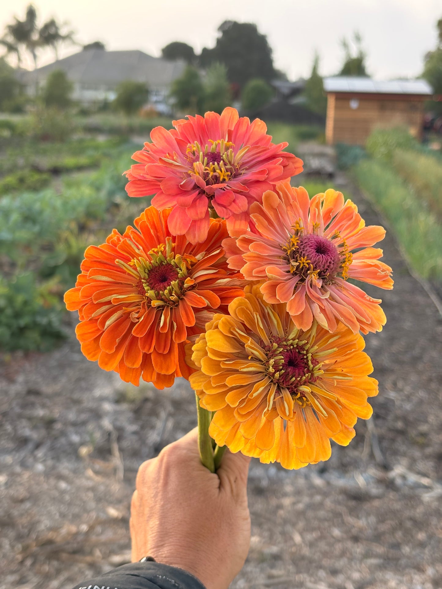 Zinnias (mixed or single color bunches)
