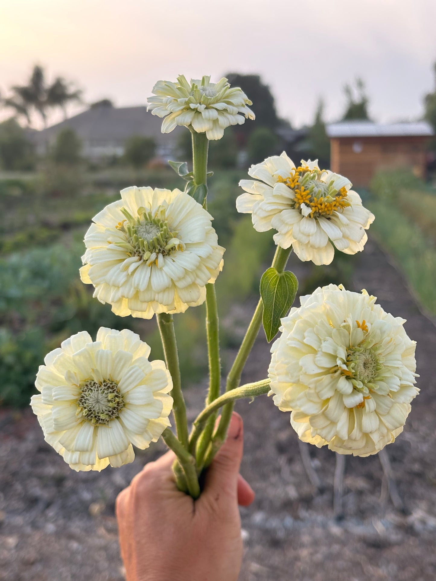 Zinnias (mixed or single color bunches)