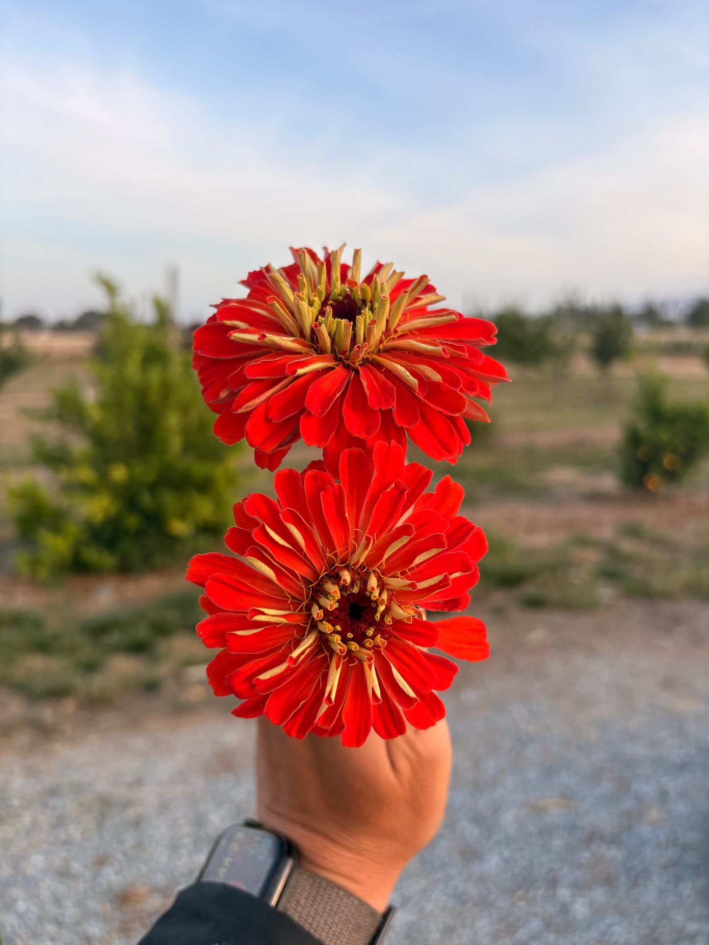 Zinnias (mixed or single color bunches)