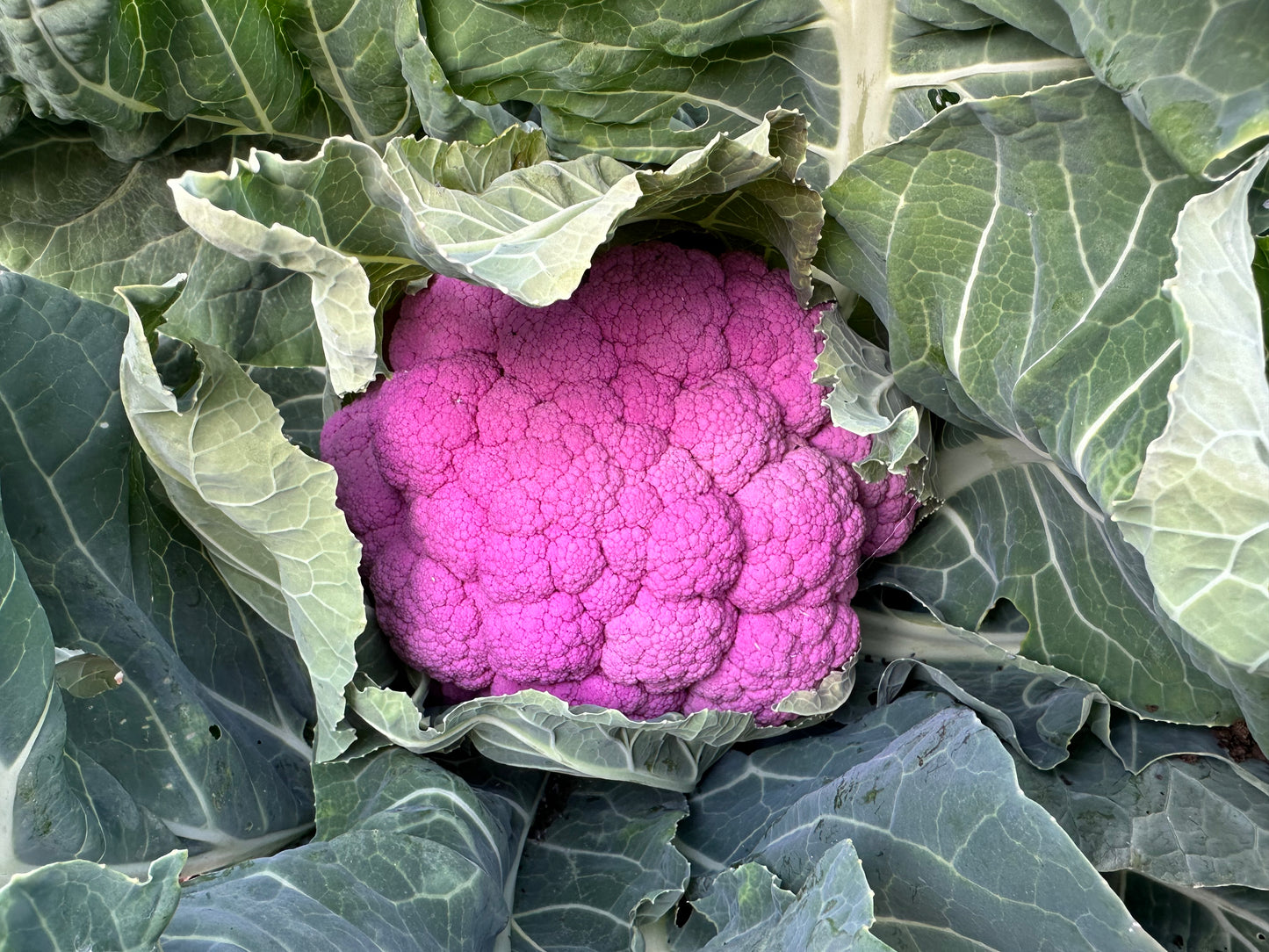 Biweekly Winter Harvest (Jan-Apr, Trestle Glen Pickup)