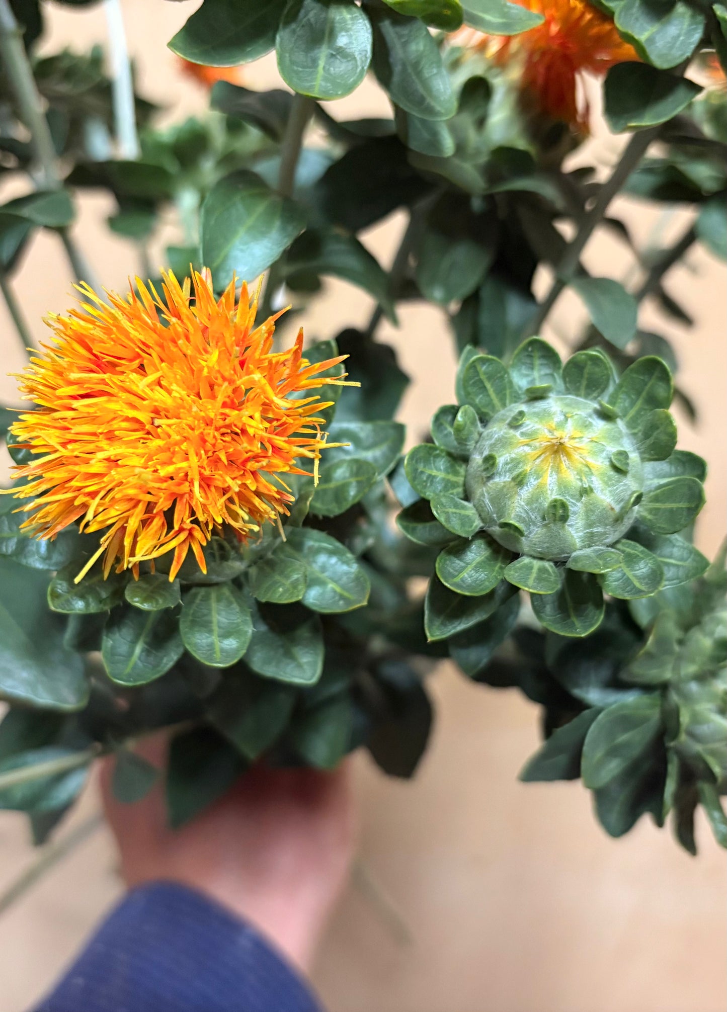 Safflower (bunch)