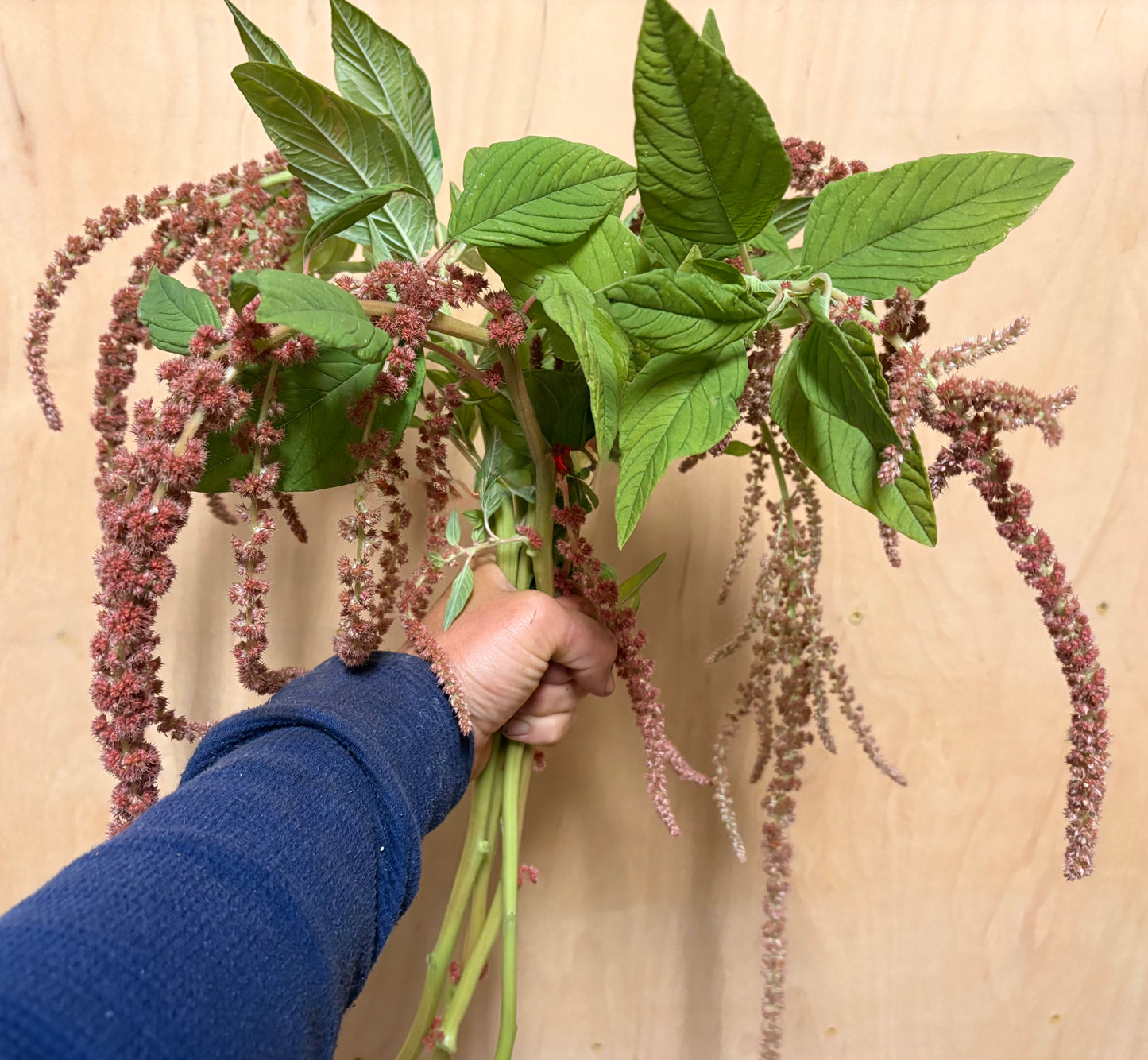 Coral fountain amaranth (bunch)