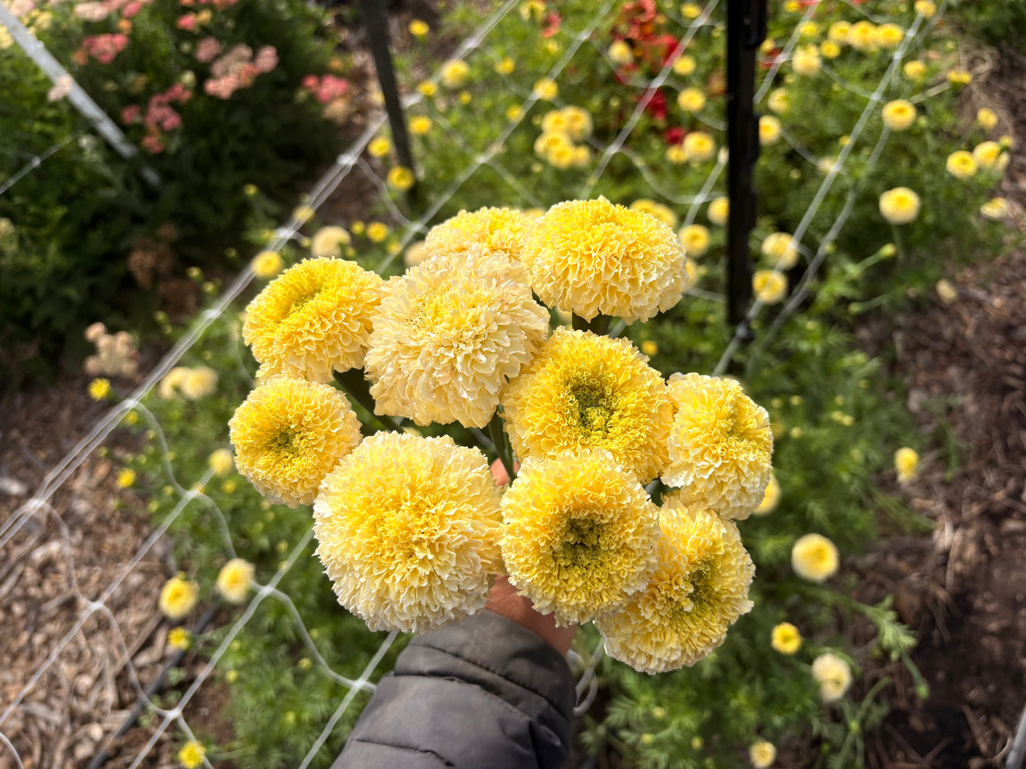 Marigolds (white/cream) (bunch)