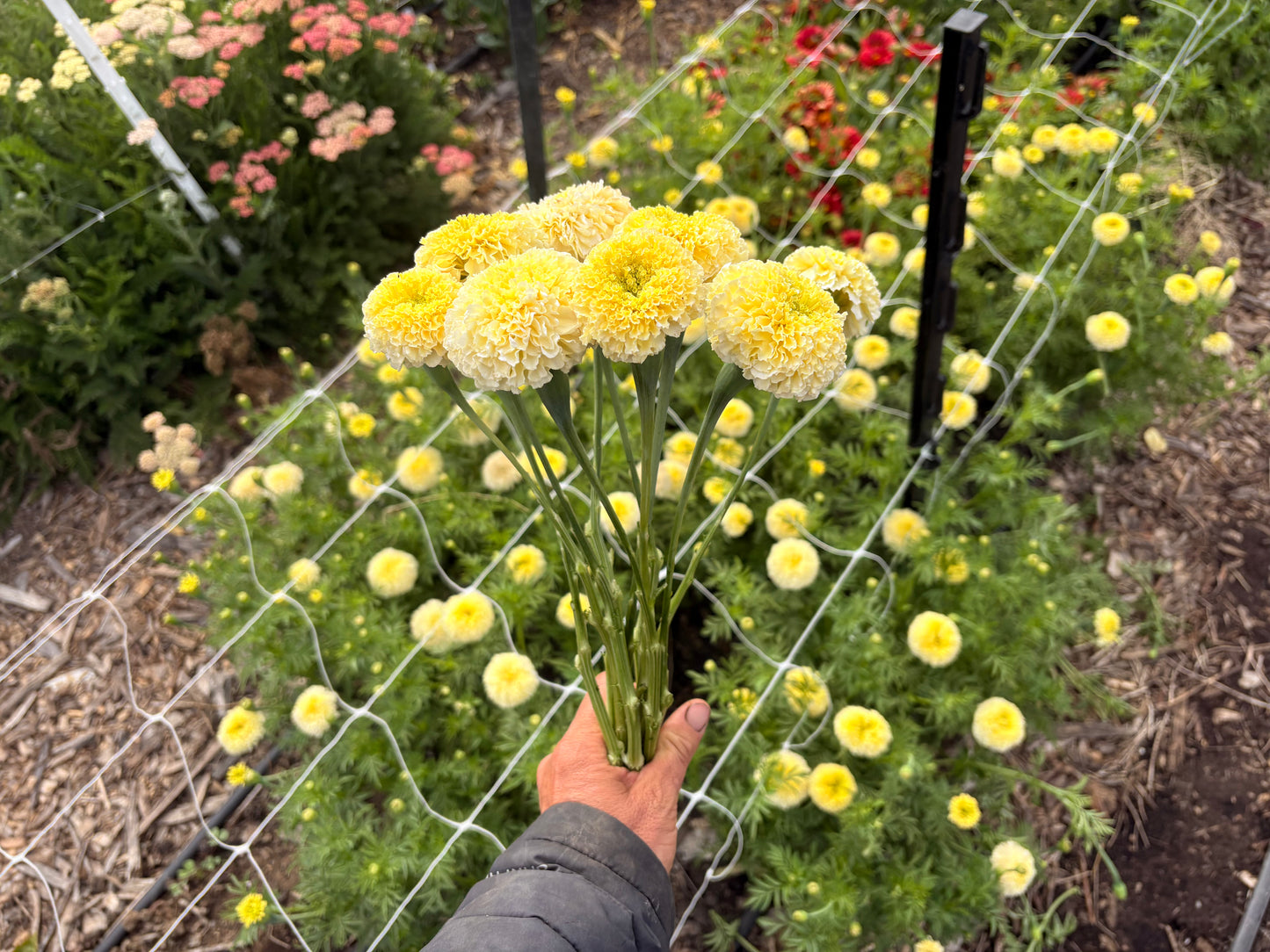 Marigolds (white/cream) (bunch)