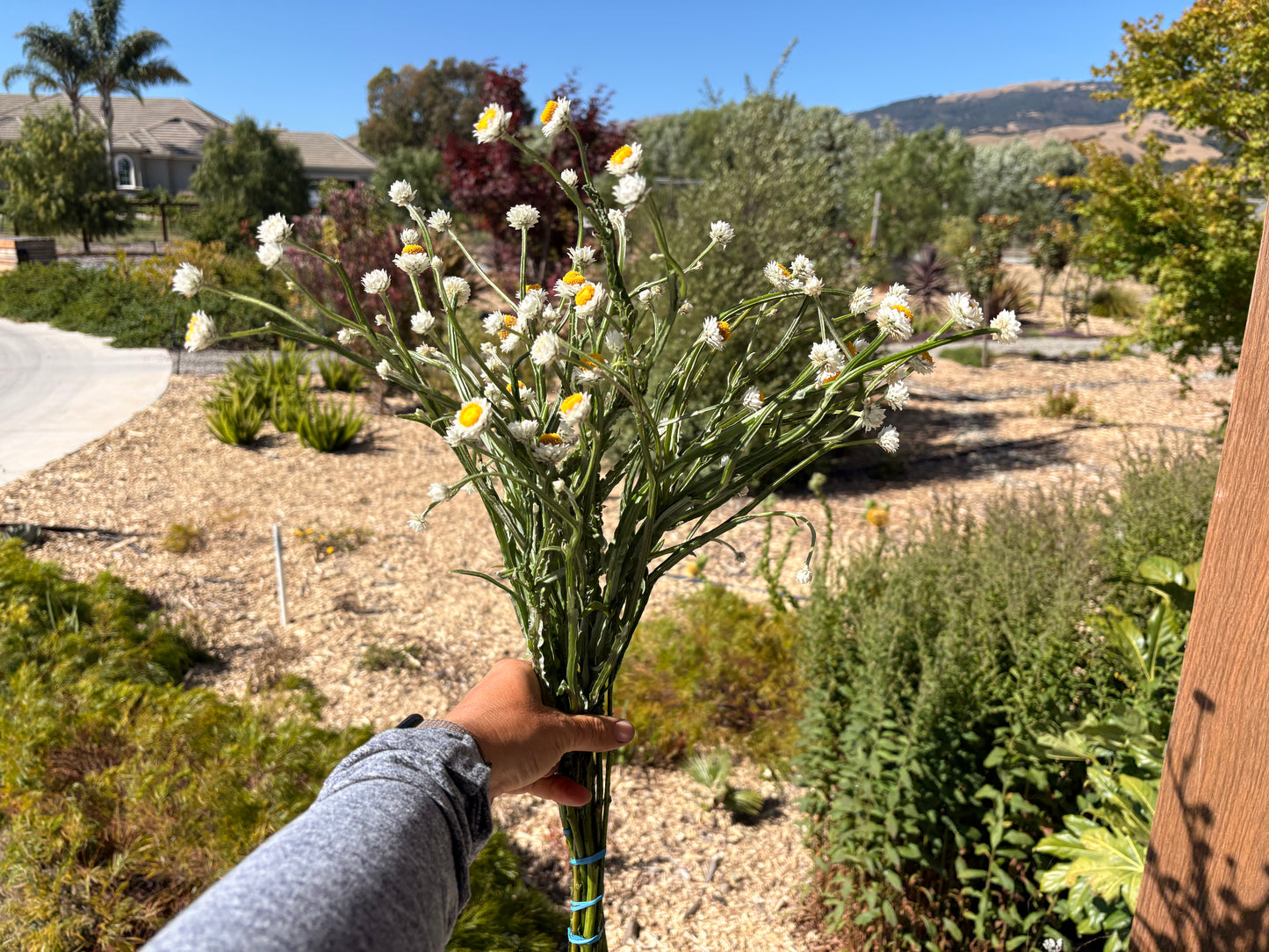 Winged everlasting (white) (bunch)