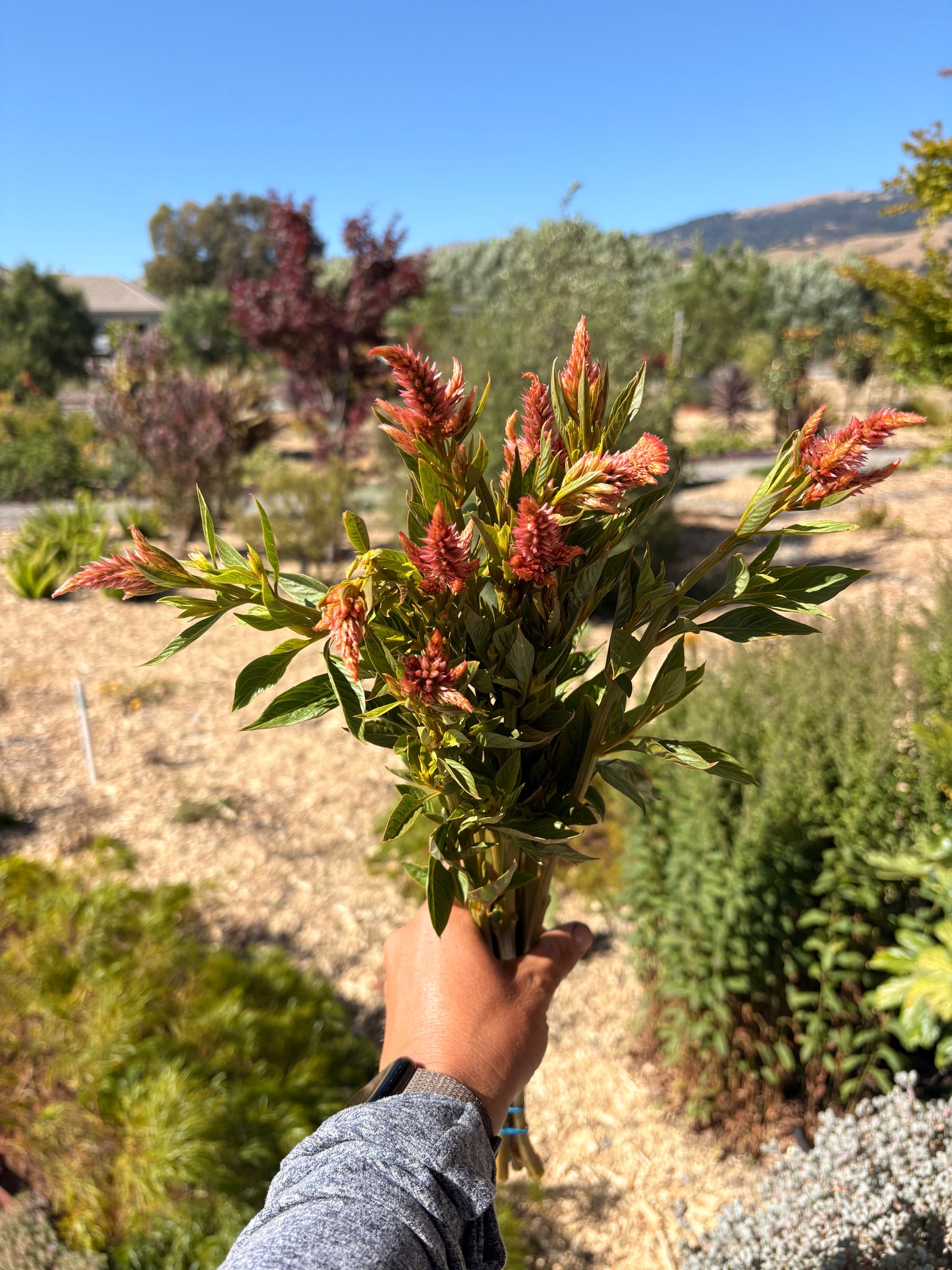 Celway celosia (terracotta) (bunch)
