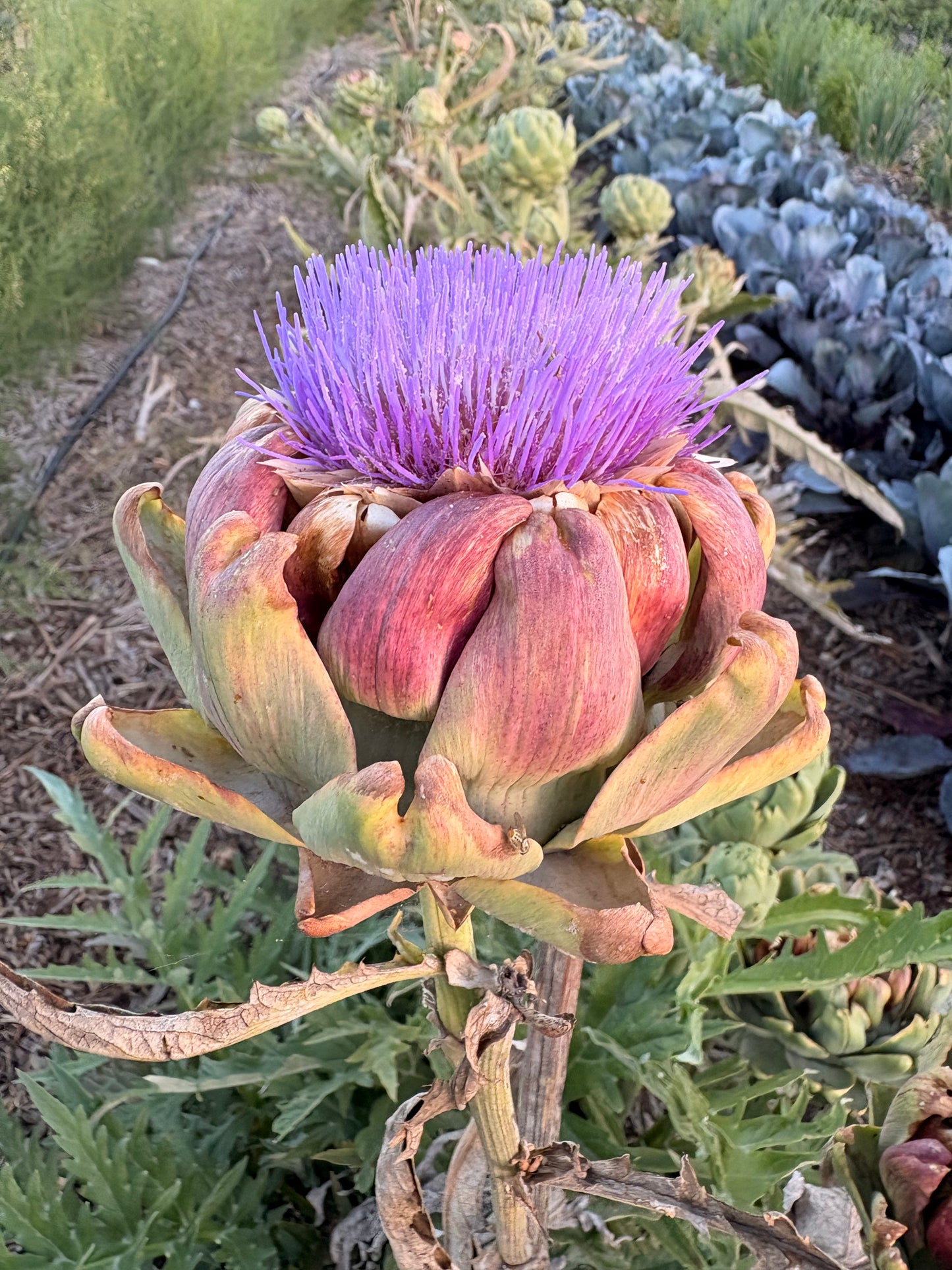 Green artichoke (single stem)
