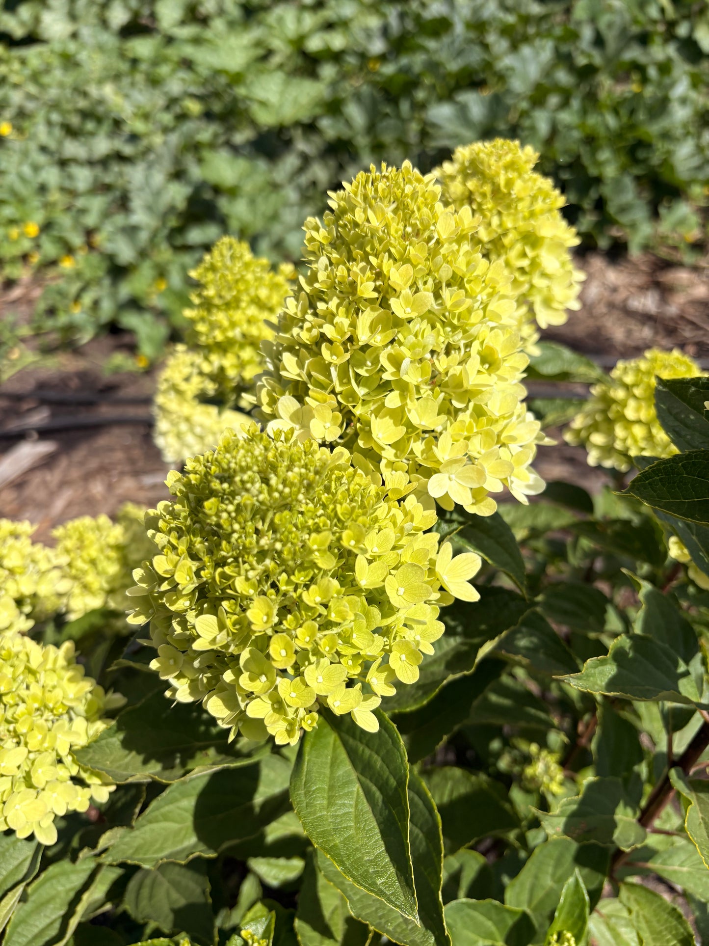 Limelight hydrangea (bunch of 5 stems)