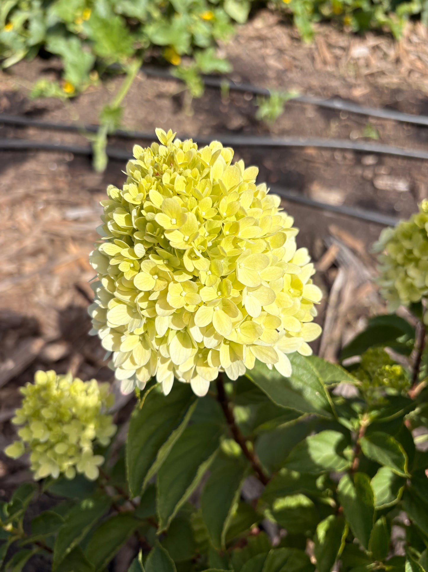 Limelight hydrangea (bunch of 5 stems)