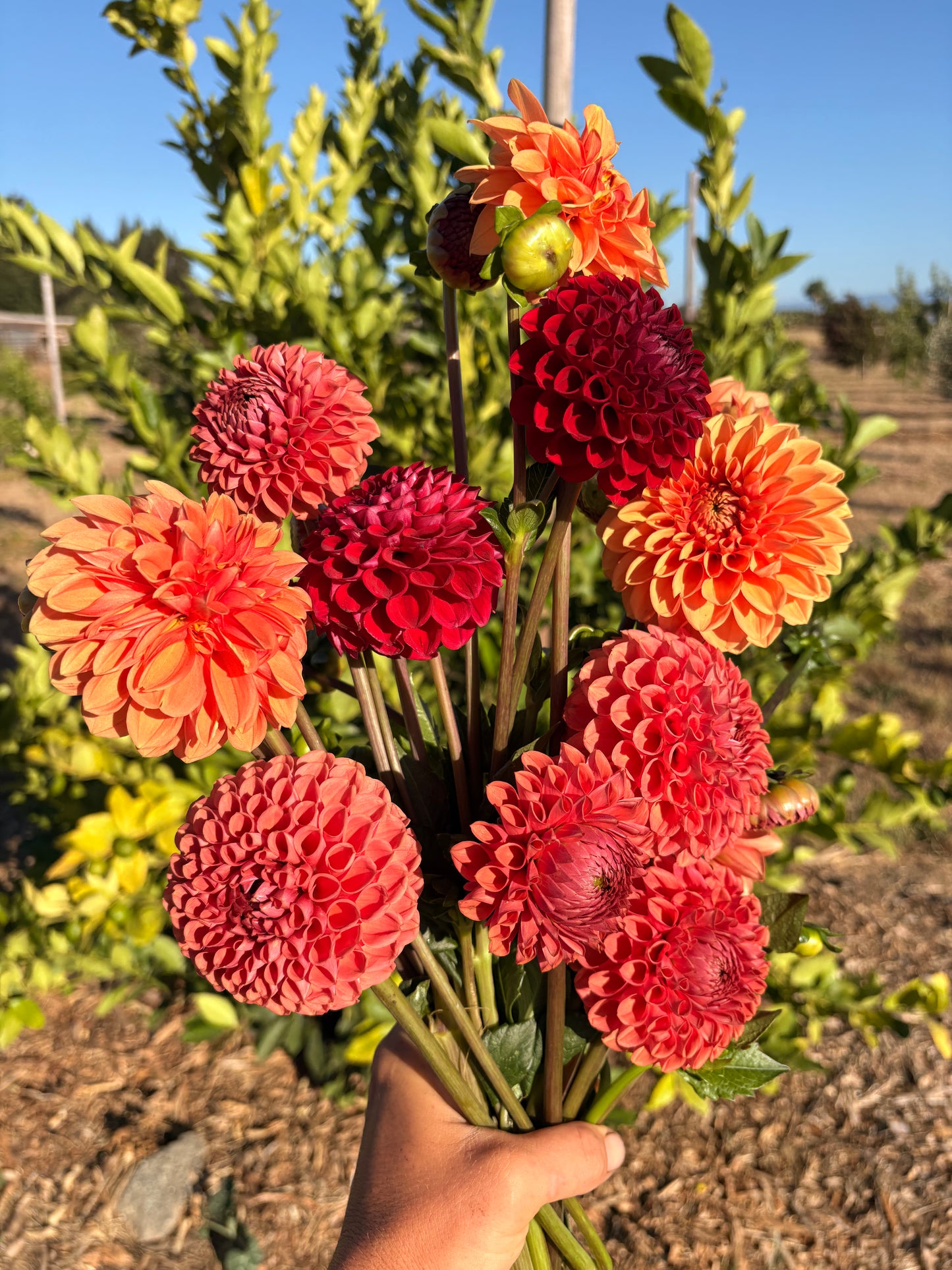 Mixed ball dahlias (bunch of 5 stems)