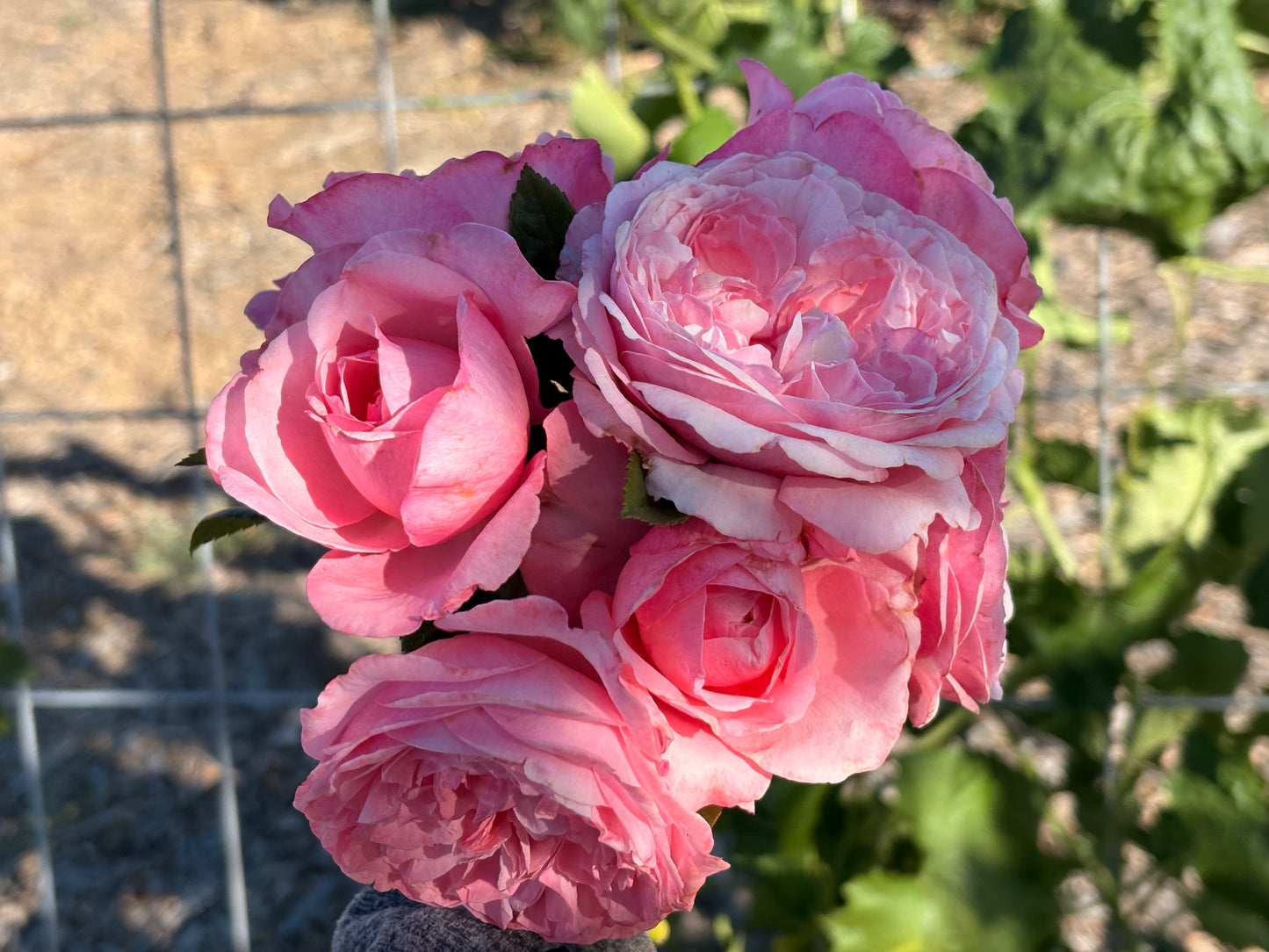 Ballgown Romantica Roses (bunch)
