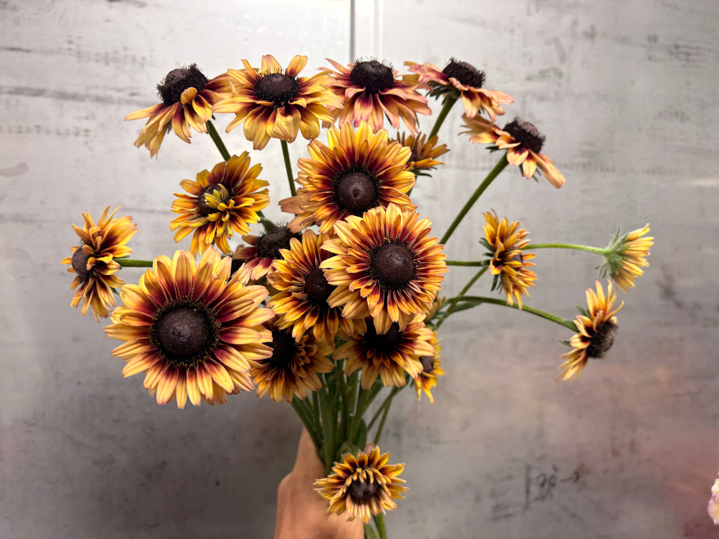 Sahara Rudbekia (bunch)