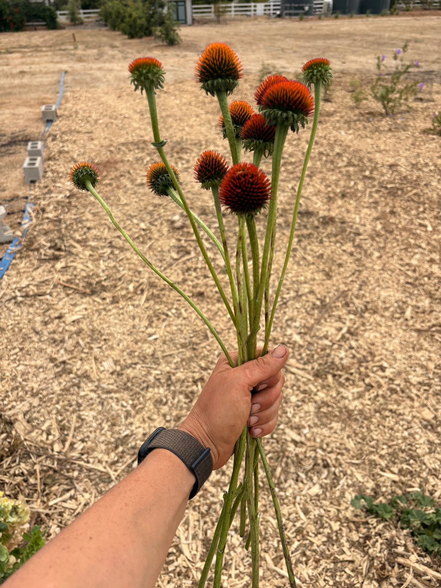 Echinacea cones (bunch)