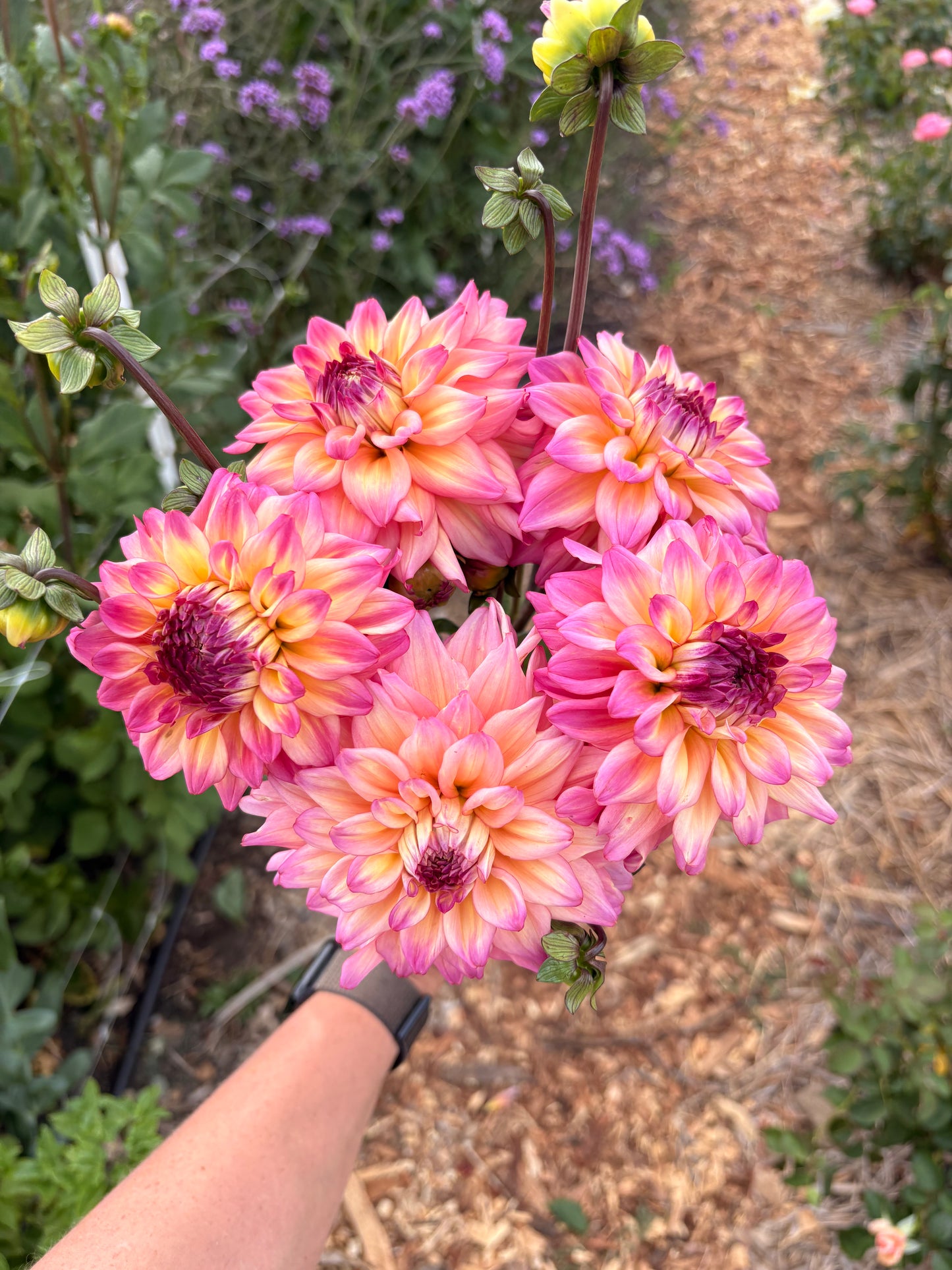 Formal decorative pink and yellow dahlias (bunch of 5 stems)