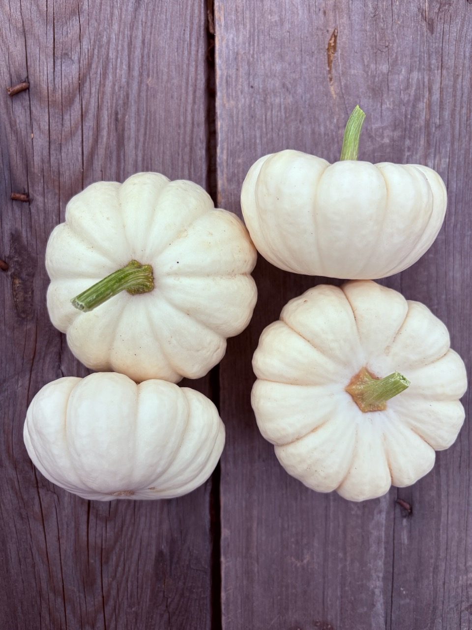 fh-fall IMG_1129