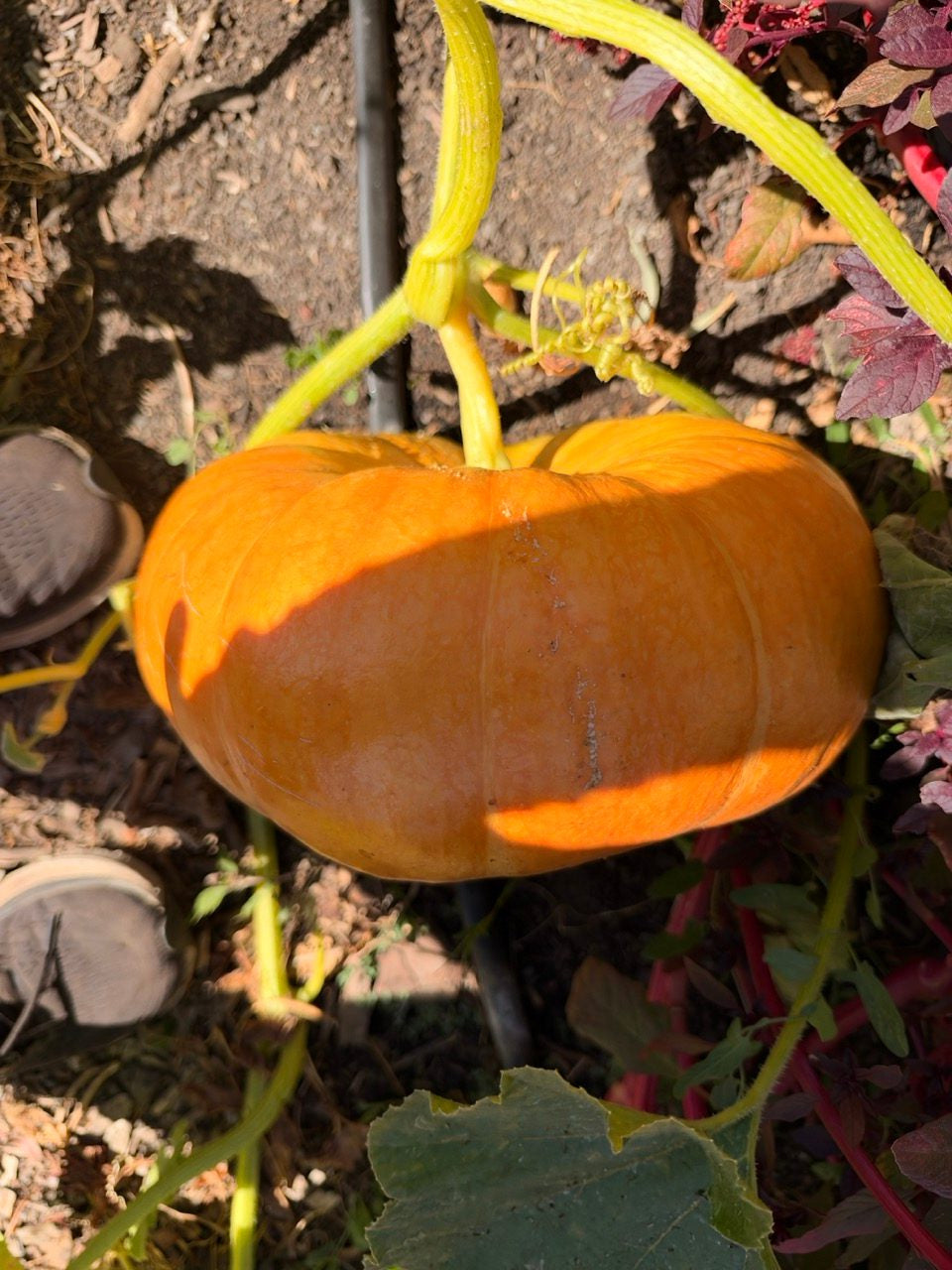 fh-fall IMG_1290