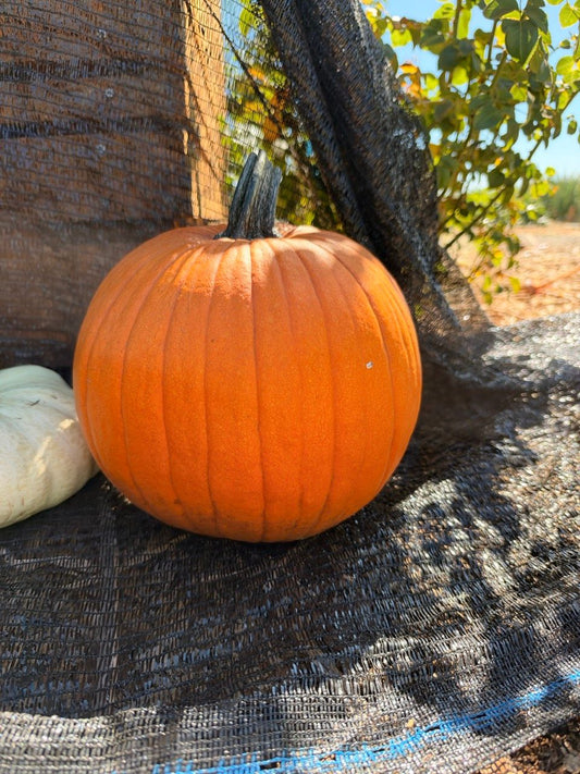 fh-fall IMG_1292