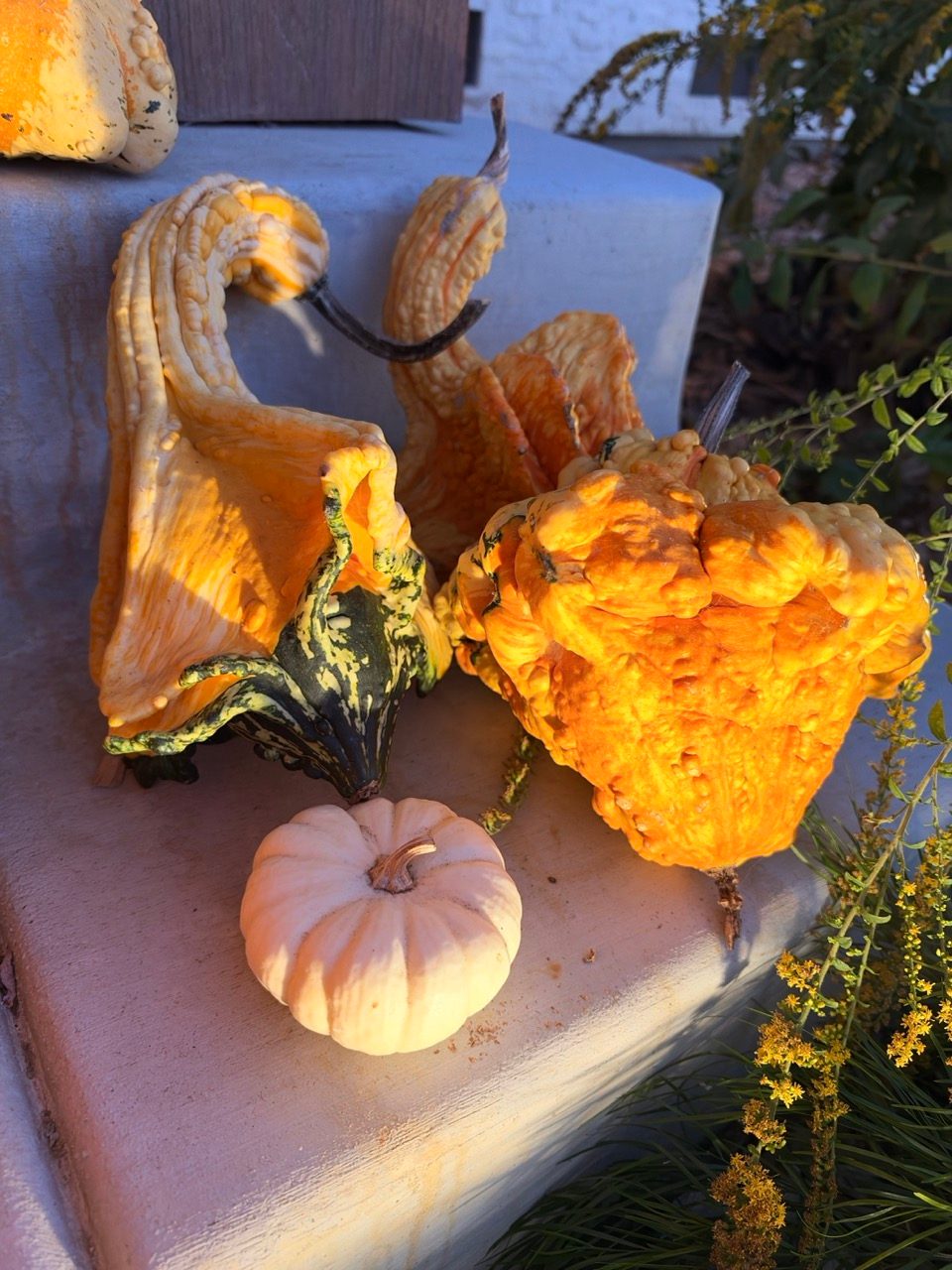 fh-fall IMG_1405