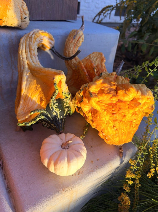 fh-fall IMG_1405