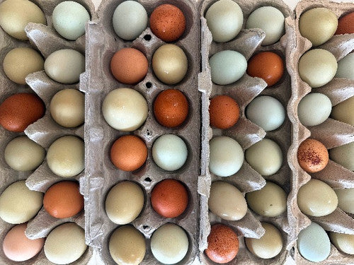 Biweekly Rainbow Eggs (Jan-Apr, Trestle Glen Pickup)